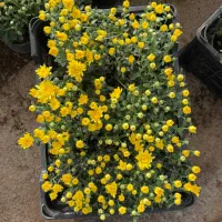 نهال گلدانی باغچه ای داوودی