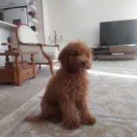 فروش سگ پودل