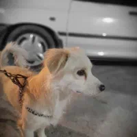 پاکوتاه باهوش خونهگی