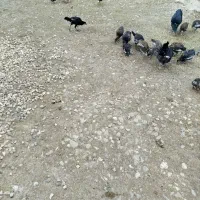 مرغ و جوجه های دو رگ|حیوانات مزرعه|گنبد کاووس, |دیوار