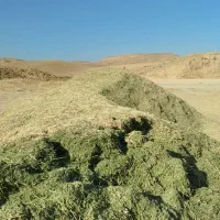 یونجه خالص  کوبیده شده  ۶ تن