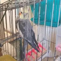 عروس هلندی