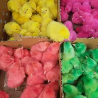 مجتمع کامل طیورتهران اردک جوجه محلی رنگی گوشتی|حیوانات مزرعه|اهواز, مهرشهر|دیوار