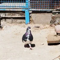 ماده خوشرنگ