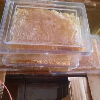 فروش روغن زیتون بدون بو و با بو و عسل درجه 1|عمده‌فروشی|محمدشهر, محمدشهر|دیوار