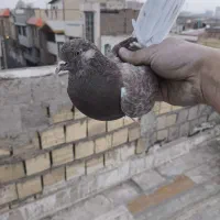 کفتر پتی|پرنده|قم, نیروگاه|دیوار