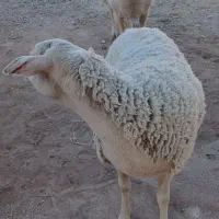 ۲راس،میش لاکن|حیوانات مزرعه|کرمان, |دیوار