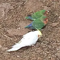 عروس هلندی و کوتوله برزیلی