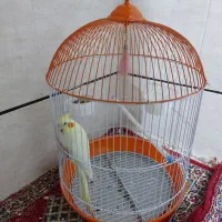 عروس هلندی همراه با قفس|پرنده|برازجان, |دیوار