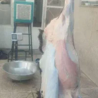 دامداری قدس مشهد گوسفند زنده|حیوانات مزرعه|مشهد, آزادشهر|دیوار