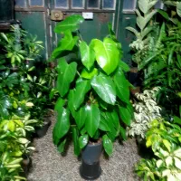 گل های زیبا