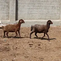 گوسفند همو هترو