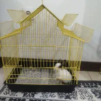 قفس با خرگوش