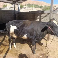 گاو گوساله میش گوسفند قوچ|حیوانات مزرعه|کارزان, |دیوار