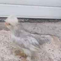 جوجه مرغ وخروس لهستانی