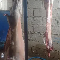 گوشت بز چاق جوان شیشک کبابی