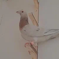کفتر پرشی سار