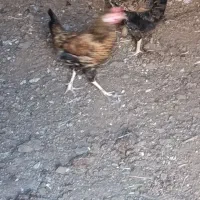 مرغ و خروس