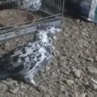 کبوتر نر و ماده