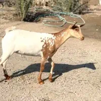 ثلاله|حیوانات مزرعه|اردستان, |دیوار