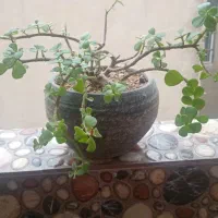 قاشقی برگ بیدی پاپیتال|گل و گیاه طبیعی|تهران, بهداشت|دیوار