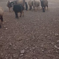 میش|حیوانات مزرعه|میمند, |دیوار