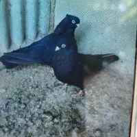 کبوتر کفتر کاکولی آبادانی