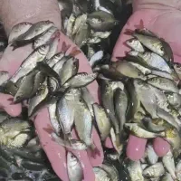 پخش انواع بچه ماهی