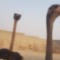 شترمرغ مولد تخم گذار ۴ساله|حیوانات مزرعه|بندرعباس, |دیوار