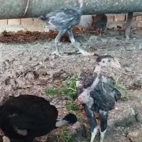 جوجه لاری اصل