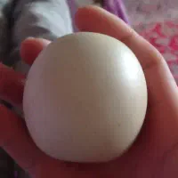 سنگ الماس|کلکسیون اشیاء عتیقه|بناب, |دیوار