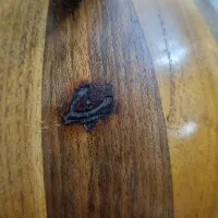 کمانچه مشقی|سازهای سنتی|تهران, سهروردی|دیوار