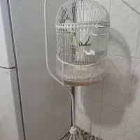 عروس هلندی