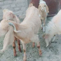 بز پاکستانی