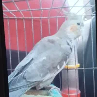 عروس هلندی گمشده|حیوانات|رحیمآباد, |دیوار