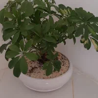 بونسای شفلرا با گلدان سفالی