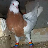 طوقی*رنگی|پرنده|شهرکرد, |دیوار