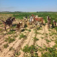 بزوبیگ|حیوانات مزرعه|دزفول, |دیوار