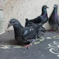 پرنده کبوتر|پرنده|اهواز, الصافی|دیوار