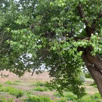 باغ میوه ی انگور و بادام و زردآلو