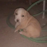 پیتبول واگذاری بزورگ و کو چ یک|سگ|مشهد, همت آباد|دیوار