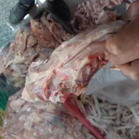 اسکلت مرغ|لوازم جانبی حیوانات|میانه, |دیوار