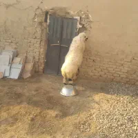 بره|حیوانات مزرعه|نیمروز, |دیوار