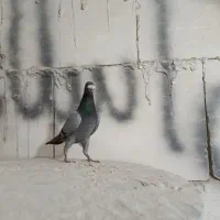 یک جفت  کفتر آلمانی سار سبز