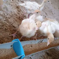 بوقلمون بیوتی