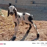 میش بره بز کهره (آریسان۲)