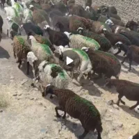 بره نر جنس دار سرخ دامداری معتبرنجبایی