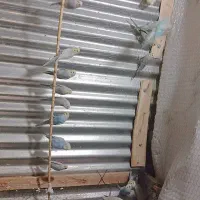 مرغ عشق رینبو|پرنده|علی‌آباد کتول, |دیوار