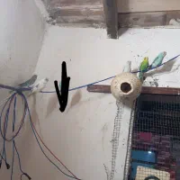 ۶ تا مرغ عشق معاوضه با
