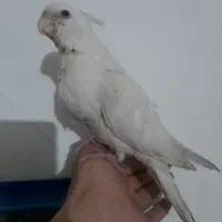 جوجه عروس هلندی آلبینو|پرنده|بروجرد, |دیوار